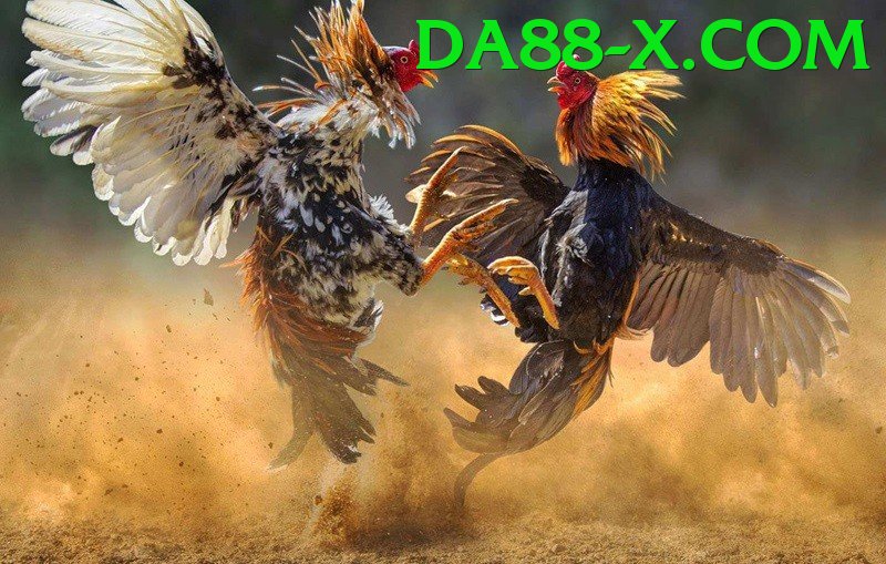 Đá Gà Trực Tiếp - da88 - Game sinh tồn